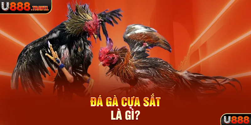 Đá gà cựa sắt là gì?