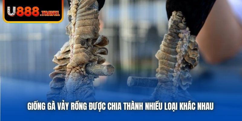 Giống gà vảy rồng được chia thành nhiều loại khác nhau