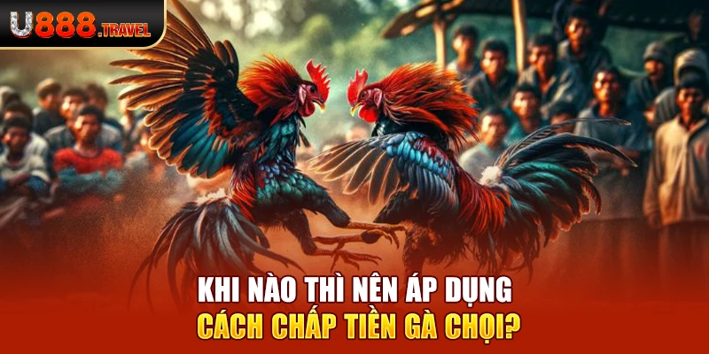 Khi nào thì nên áp dụng cách chấp tiền gà chọi?