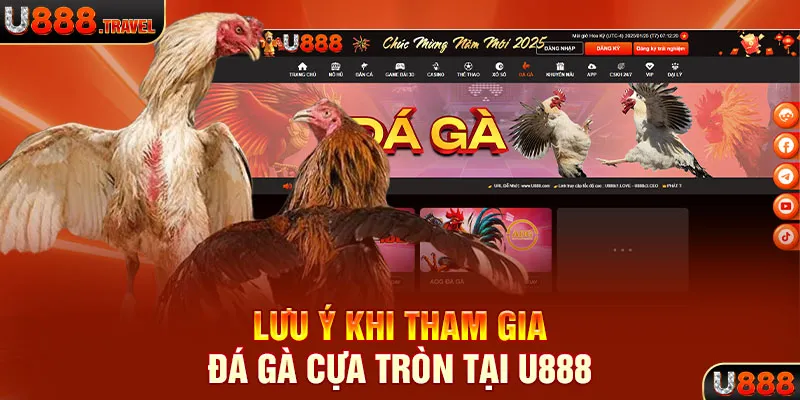 Lưu ý khi tham gia đá gà cựa tròn tại U888