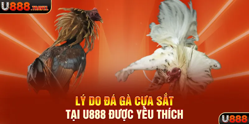 Lý do đá gà cựa sắt tại U888 được yêu thích