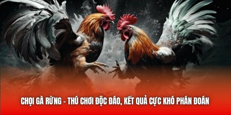 Chọi Gà Rừng - Thú Chơi Độc Đáo, Kết Quả Cực Khó Phán Đoán