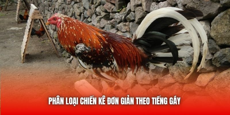 Phân loại chiến kê đơn giản theo tiếng gáy