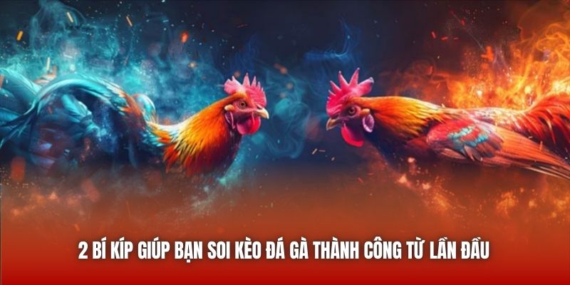 2 bí kíp giúp bạn soi kèo đá gà thành công từ lần đầu