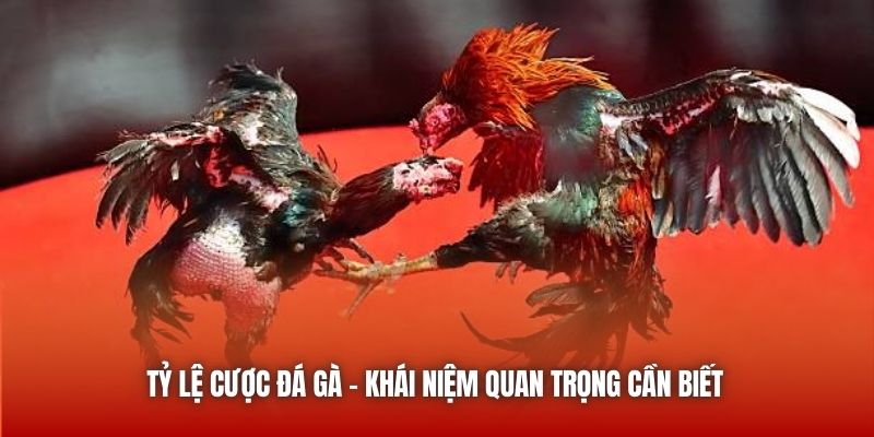 Tỷ lệ cược đá gà - Khái niệm quan trọng cần biết